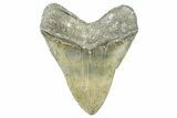 Fossil Megalodon Tooth - North Carolina #371650-2